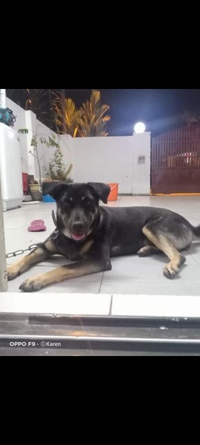 Xiaohei *have Found The Dog, Thank You* - Mixed Breed Dog