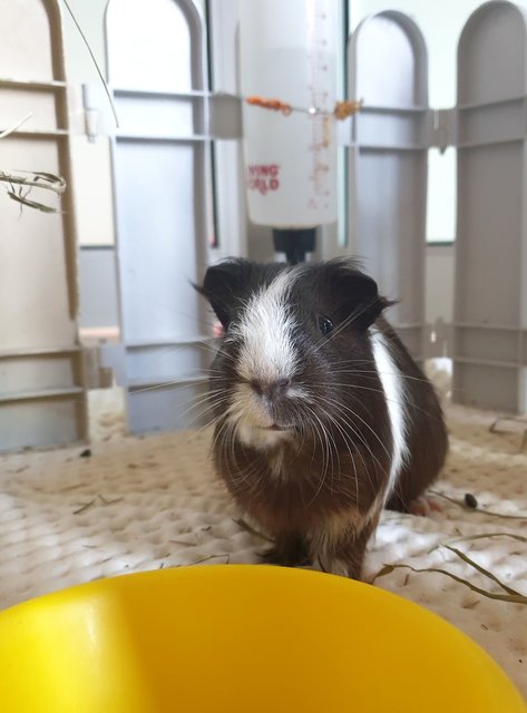 Guinea Pigs, Samosa And Ladoo - Guinea Pig Small & Furry