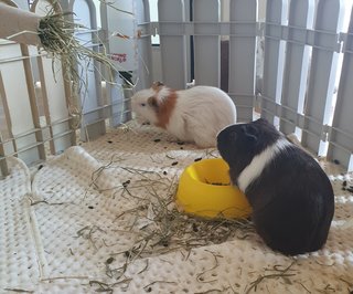 Guinea Pigs, Samosa And Ladoo - Guinea Pig Small & Furry