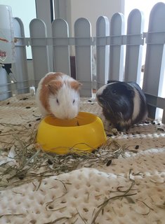 Guinea Pigs, Samosa And Ladoo - Guinea Pig Small & Furry