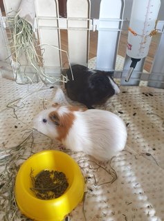 Guinea Pigs, Samosa And Ladoo - Guinea Pig Small & Furry