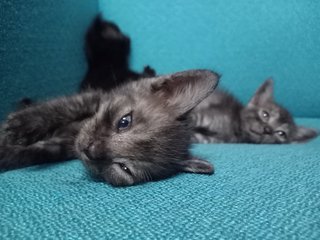 Yeola , Ceydo &amp; Neo🧸 - British Shorthair + Domestic Medium Hair Cat