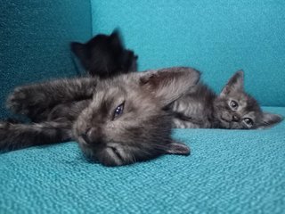 Yeola , Ceydo &amp; Neo🧸 - British Shorthair + Domestic Medium Hair Cat