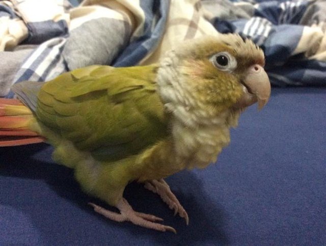 Whiskey - Conure Bird