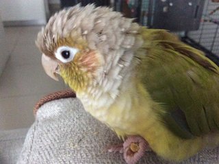 Whiskey - Conure Bird