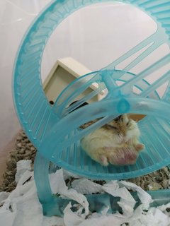 Bobby - Roborovsky's Hamster Hamster