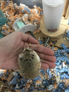 Bobby - Roborovsky's Hamster Hamster