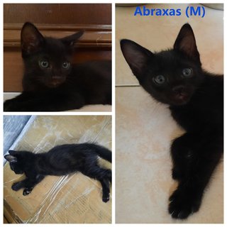 Stout Babies - Domestic Short Hair Cat