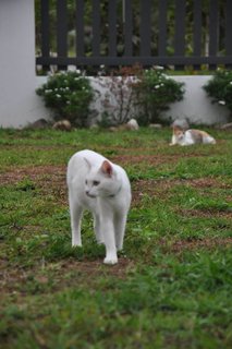 Snow - Domestic Short Hair Cat