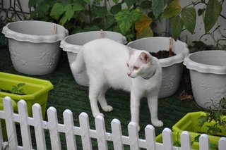 Snow - Domestic Short Hair Cat