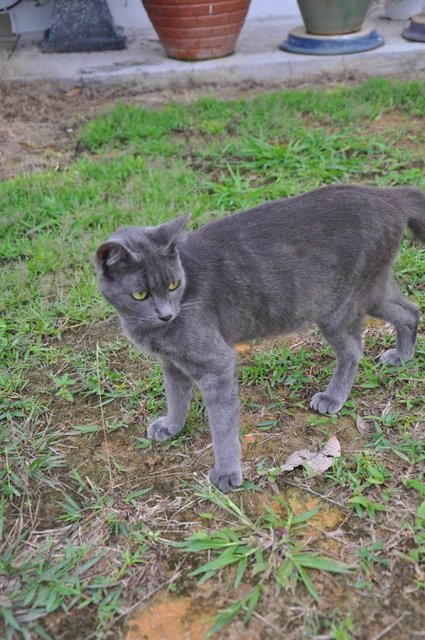 Simba - Domestic Short Hair Cat