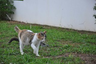 Jackie - Domestic Short Hair Cat