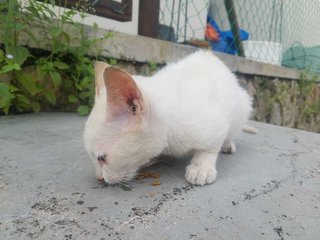 Snowie - Domestic Short Hair Cat