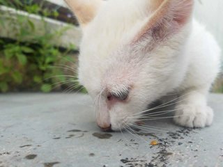 Snowie - Domestic Short Hair Cat