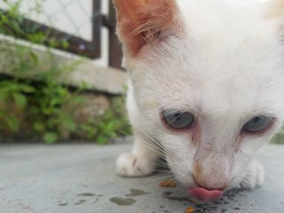 Snowie - Domestic Short Hair Cat