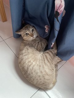 Miki - Tabby + Siamese Cat