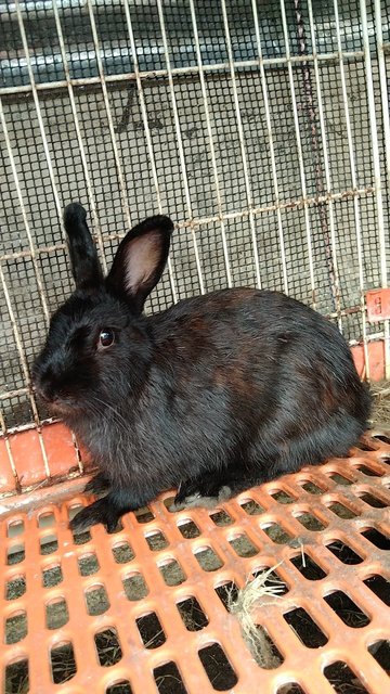 Shining - Netherland Dwarf Rabbit