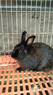 Shining - Netherland Dwarf Rabbit