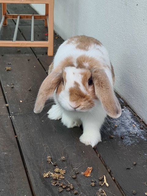 Patches - Holland Lop Rabbit