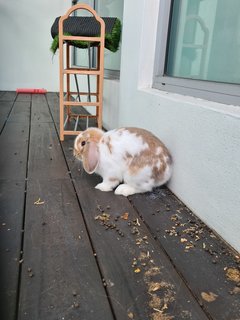 Patches - Holland Lop Rabbit