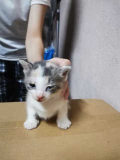 Baby Kitties Meows - Domestic Medium Hair Cat