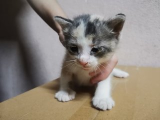 Baby Kitties Meows - Domestic Medium Hair Cat