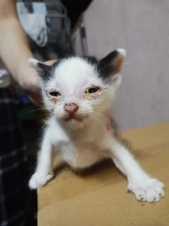 Baby Kitties Meows - Domestic Medium Hair Cat