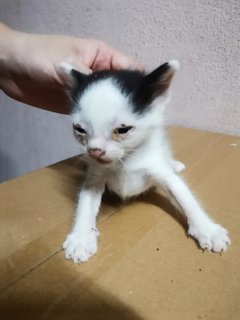 Baby Kitties Meows - Domestic Medium Hair Cat