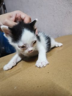 Baby Kitties Meows - Domestic Medium Hair Cat