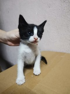 Baby Kitty Meow - Domestic Medium Hair Cat