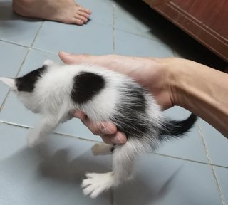 Baby Kitty Meow Meow Meow - Domestic Medium Hair Cat