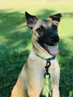 Tsuki - Mixed Breed Dog