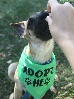 Tsuki - Mixed Breed Dog