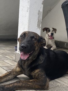 Patchi And Kiki - Mixed Breed Dog