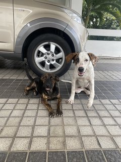 Patchi And Kiki - Mixed Breed Dog