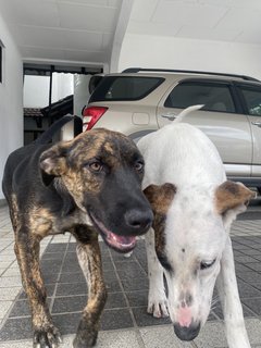 Patchi And Kiki - Mixed Breed Dog