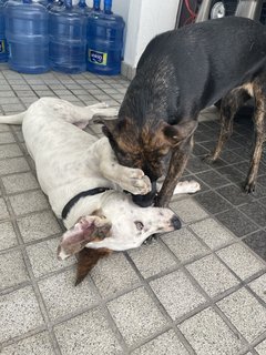 Patchi And Kiki - Mixed Breed Dog