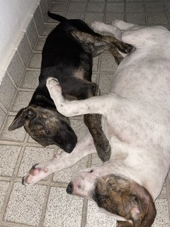 Patchi And Kiki - Mixed Breed Dog