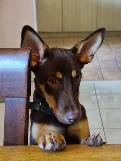 Beautiful Coffee - Mixed Breed Dog