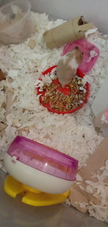 Browney - Syrian / Golden Hamster Hamster