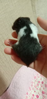 Blackey  - Syrian / Golden Hamster Hamster