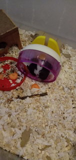 Blackey  - Syrian / Golden Hamster Hamster