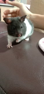 Blackey  - Syrian / Golden Hamster Hamster