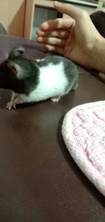 Blackey  - Syrian / Golden Hamster Hamster