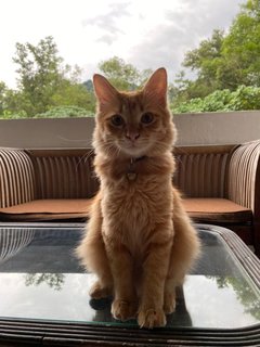 Boy &amp; Marley - Domestic Medium Hair + Domestic Long Hair Cat