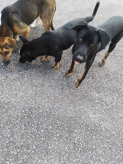 The Tall And Short Hotdog Siblings - Dachshund Mix Dog