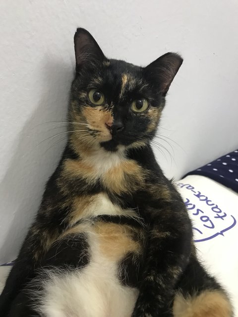 Sayang - Calico + Domestic Short Hair Cat