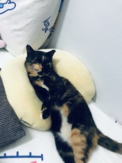 Sayang - Calico + Domestic Short Hair Cat