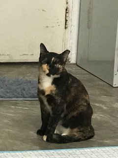 Sayang - Calico + Domestic Short Hair Cat