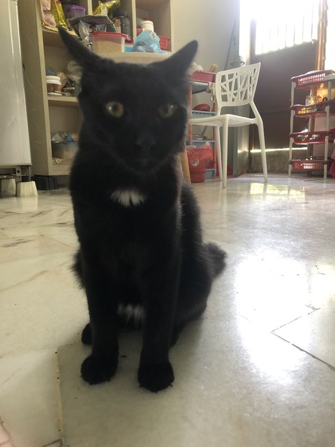 Blacky  - Domestic Medium Hair Cat